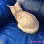 gif-king-a5ef45884b3cf90ed60a018a87d221dc.gif