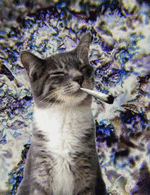 cat-weed.gif
