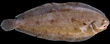 Solea_Solea_Flatfishes.jpg