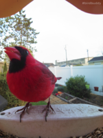 cardinal.PNG