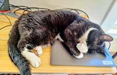 Hunter - laptop nap.jpg