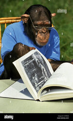 chimpanzee-pan-troglodytes-dressed-and-trained-to-do-like-humans-reading-a-book-MFP6AB.jpg