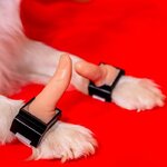 Puppy-Thumbs-2-small-800x800.jpg