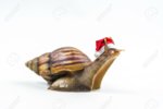 91373217-christmas-hat-with-snails-on-white-background-.jpg
