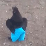 square-1471549213-ucbcjjhwbhnvmwe2bq7u.gif