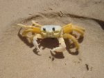 cute-crab.jpg