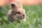 cute-bunny-pictures-003.jpg