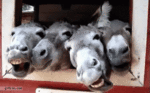 B7D09766-B20C-424D-9DC9-FC6F90545CBD.gif