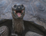 galapagos-giant-tortoise-endemic.jpg
