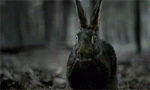 hare.gif