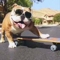 DogDude